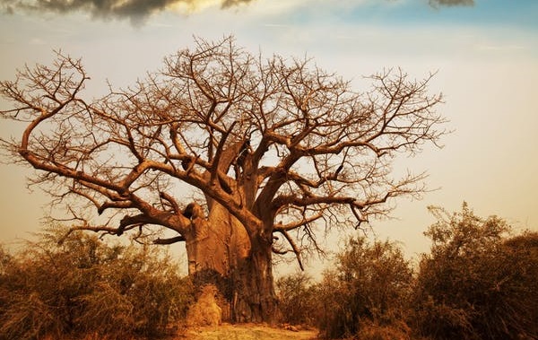 Baobab tree Africa